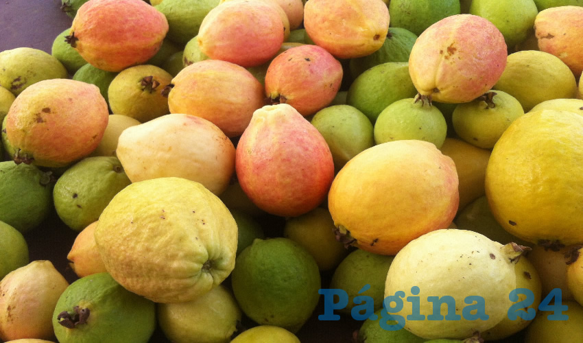 Guayabas producidas en Calvillo que no tengan calidad de exportaci&oacute;n se convertir&aacute;n en jugo