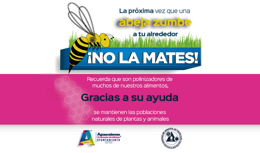 ¡No matas a las abejas!