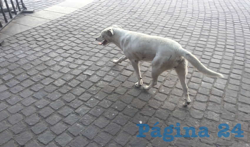 Indicó Israel Domínguez que es recurrente que los irresponsables dueños abandonen a las mascotas a las afueras del Centro para no tenerlos más en casa (Foto Cristo González)
