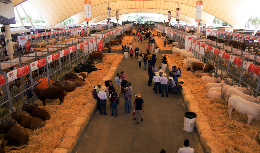 Ya est&aacute; la Exposici&oacute;n Ganadera de la FNSM 2019