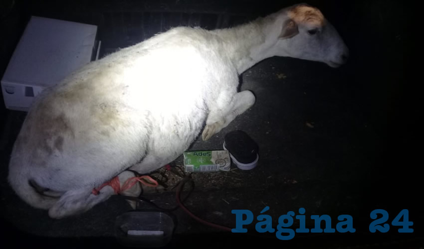El animal que recuperaron las autoridades