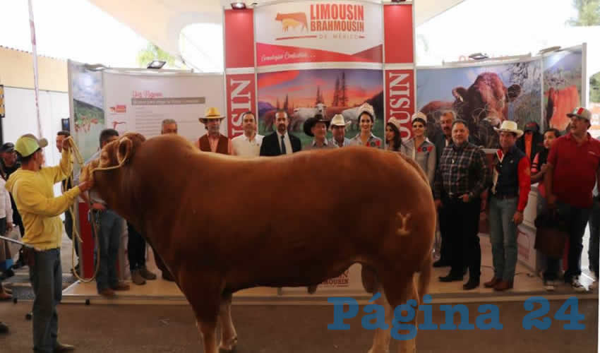 Ganado limousin en la Expo Ganadera