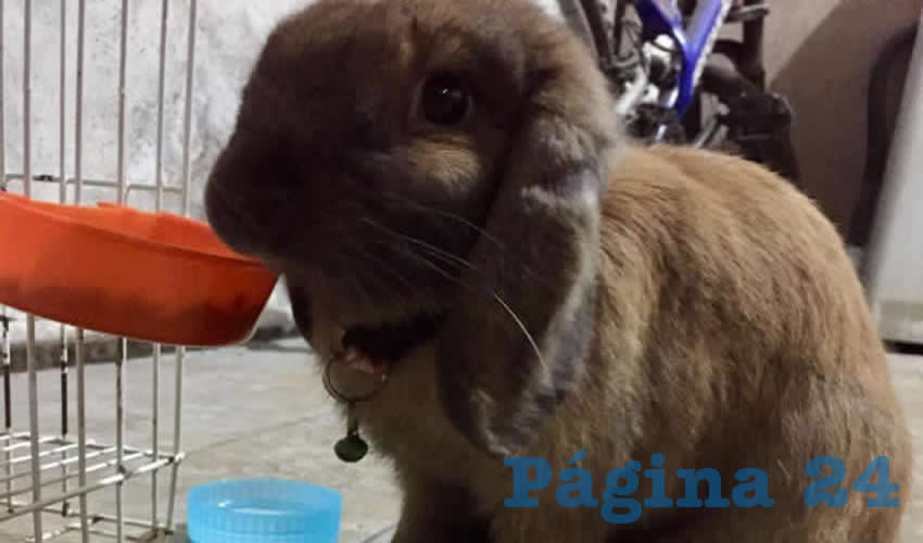Disminuyó casi a la mitad la venta de conejos como mascotas en la Feria Nacional de San Marcos