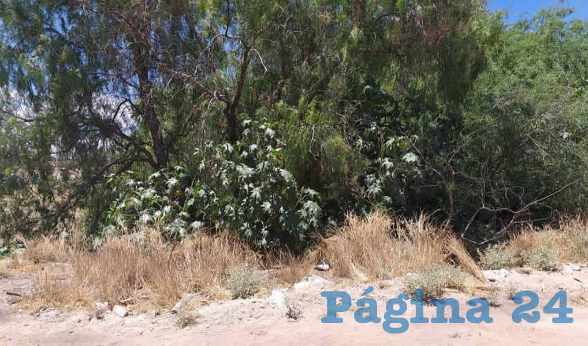 Manuel Roque Gaona “El Chichi”, que contaba con 24 años de edad, se ahorcó en un árbol, a espaldas del fraccionamiento Jardines de Sol y la colonia Ojo de Agua