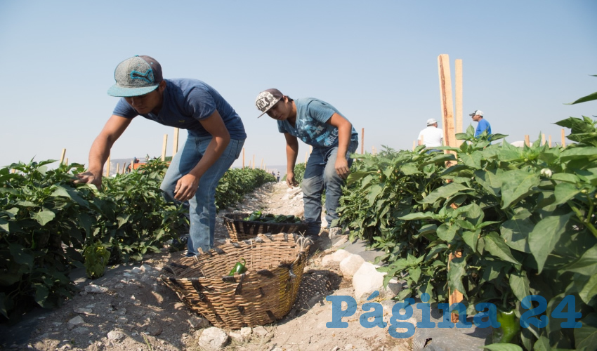 Se establecieron 12 tipos de cultivos alternativos que producen una mayor rentabilidad y menor demanda h&iacute;drica