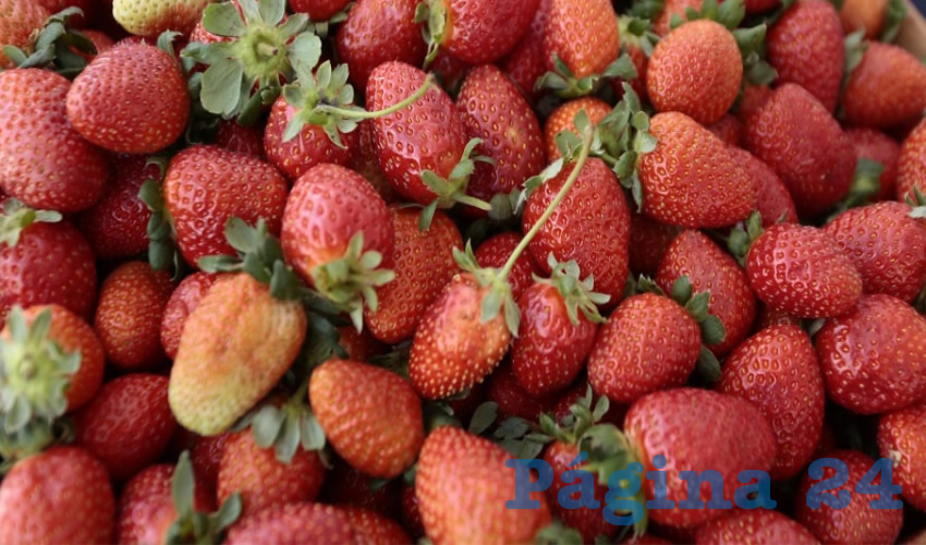 La fresa de Aguascalientes es un producto de calidad