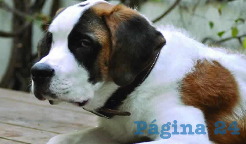 El 80 por ciento de las mascotas que llegan al Centro de Bienestar animal para sacrificio son llevadas por su propio due&ntilde;o