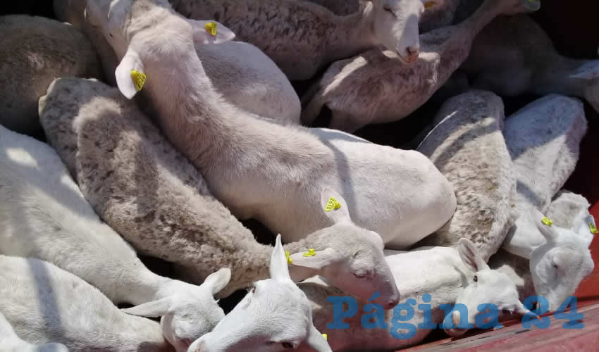 Algunos de los animales que transportaban ilegalmente