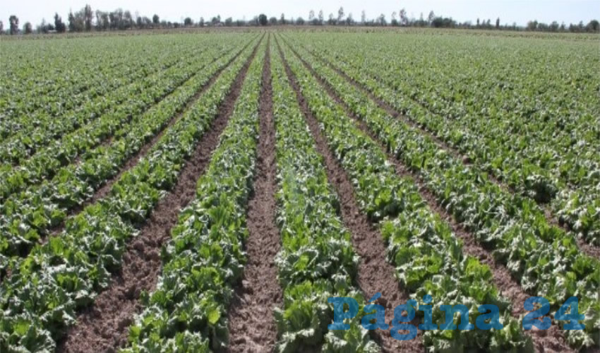 Hortalizas de Aguascalientes se seguir&aacute;n exportando a Estados Unidos