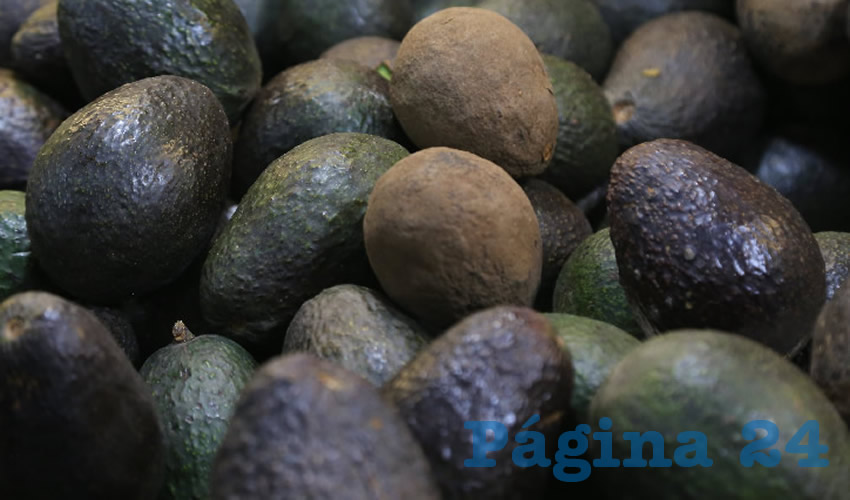 Productores de guayaba que intentan reconversi&oacute;n al aguacate no ver&aacute;n ganancias (Foto: Eddylberto Lu&eacute;vano Santill&aacute;n)