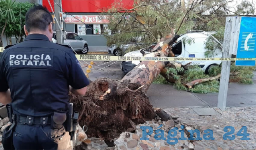 Alrededor de 40 árboles no lograron resistir el embate del fenómeno natural