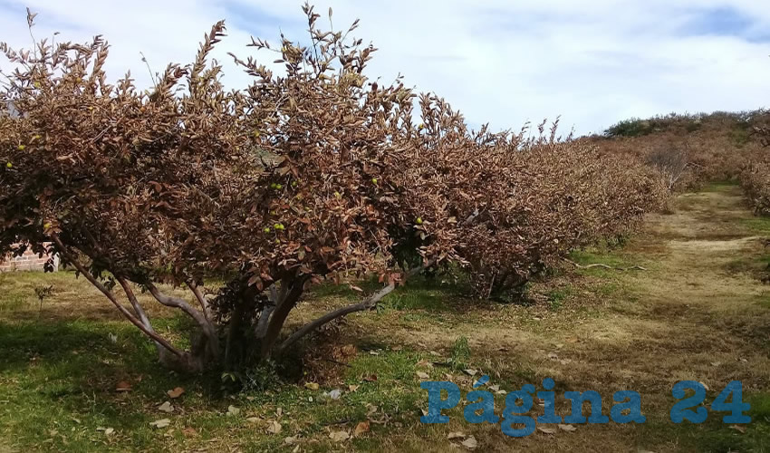 Los huertos siguen sin producir lo necesario para mantener las exportaciones al nivel que les solicitan la guayaba