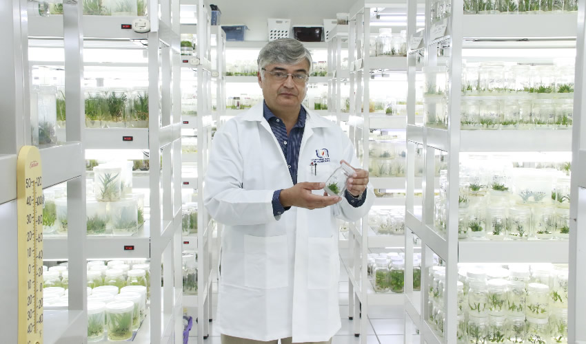 Se lleva a cabo este procedimiento en cerca de 41 especies de la familia agavácea como el maguey y la yuca