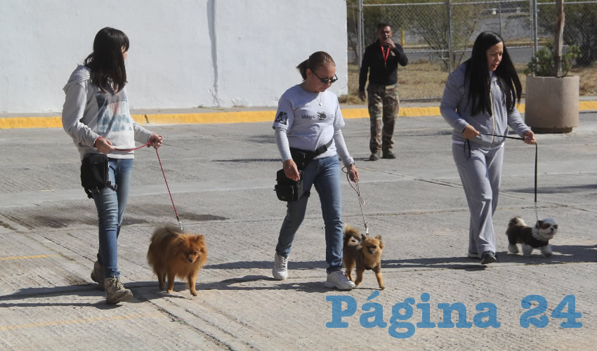 Se recomienda llevar a las mascotas al Parque para Perros, ubicado en Infonavit Pirules, o bien pasearlos por las calles con la correa obligatoria y bozal
