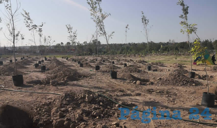 De enero a junio de este a&ntilde;o se han distribuido 65 mil &aacute;rboles y plantas en espacios p&uacute;blicos municipales