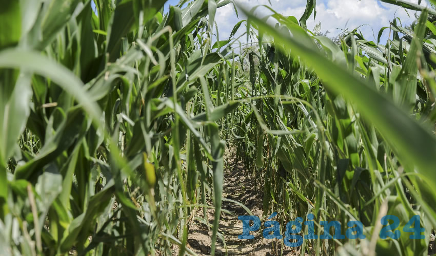 En 2020 se celebrar&aacute; el A&ntilde;o Internacional de la Sanidad Vegetal (Foto: Archivo/ Jos&eacute; Hern&aacute;ndez/ Cuartoscuro) 