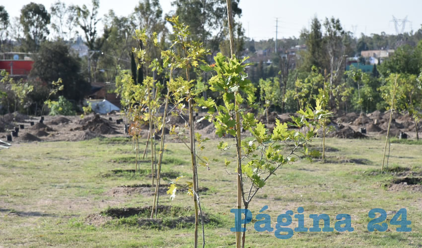 Se realizan jornadas de donaci&oacute;n de plantas en el Vivero Municipal. La poblaci&oacute;n interesada puede acudir el primer jueves de cada mes a las 8:00 horas