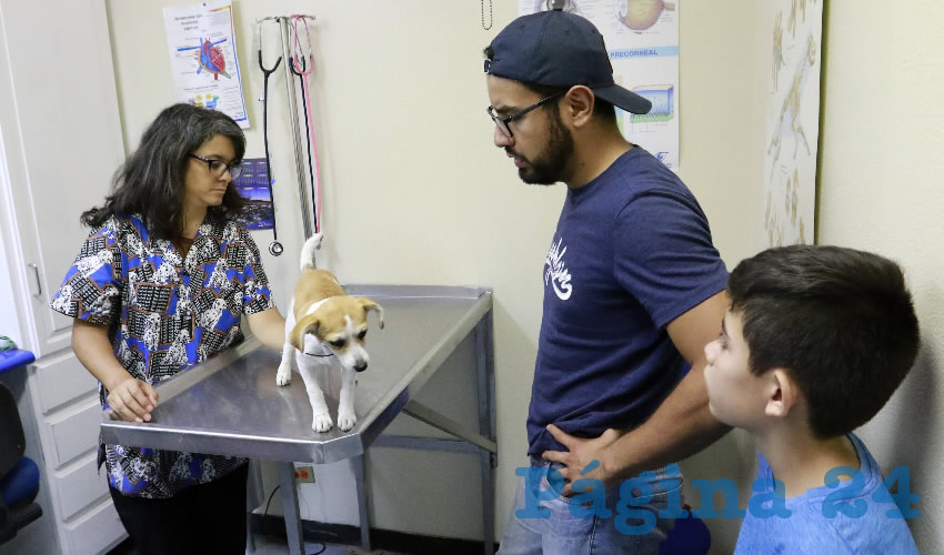 Las hembras tienen el celo cada seis meses aproximadamente e implica un sangrado que se puede evitar por medio de la esterilización