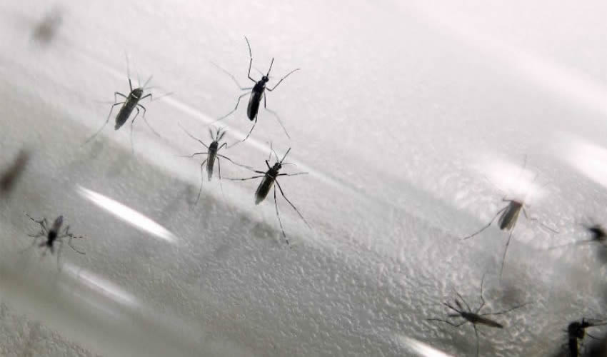 Vecinos atribuyeron el aumento de casos a dos terrenos baldíos abandonados como los motivos del foco de infección/Foto: Cortesía