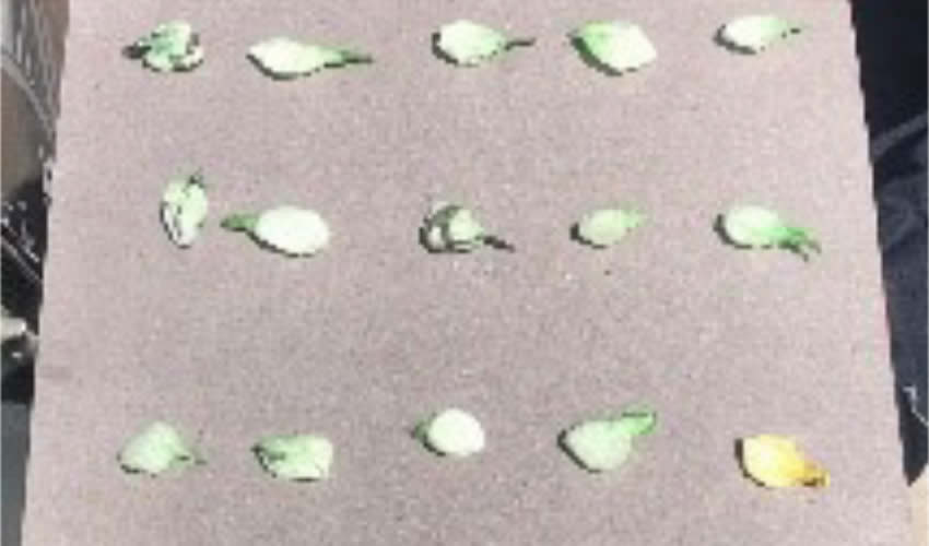 Las 19 dosis de “crystal” que el Moisés “N” “N” pretendía vender en el fraccionamiento Paseos de San Antonio