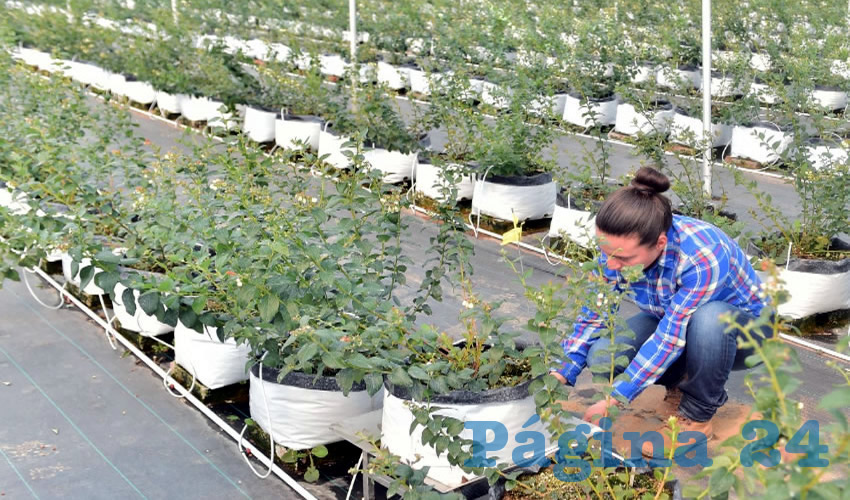 Los esfuerzos de Gobierno del Estado por una reconversión agropecuaria han devenido en una importante alza en la producción