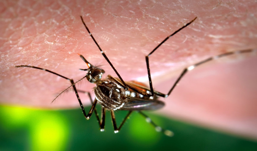 Una de las más importantes acciones de control es el saneamiento básico de espacios públicos y privados para eliminar criaderos de mosquitos