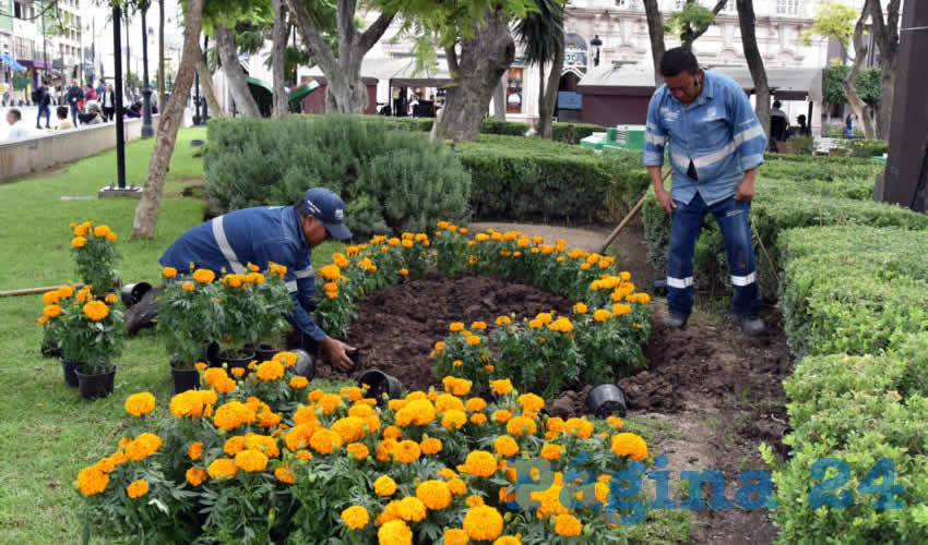 La flor de cempasúchil es uno de los elementos característicos de esta temporada, ícono de la celebración del Día de Muertos desde la época prehispánica