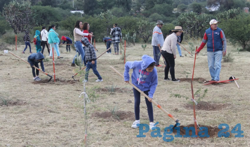 Cientos de familias de Aguascalientes realizaron labores de riego y tutoreo a los mil 500 mezquites y huizaches, as&iacute; como a las 500 palmas yuca, que fueron plantados en la &uacute;ltima reforestaci&oacute;n