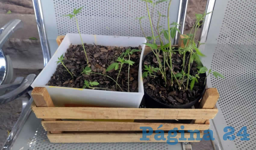 Las dos plantas que cultivaba en su domicilio &Oacute;scar &ldquo;N&rdquo; &ldquo;N&rdquo;, de 32 a&ntilde;os