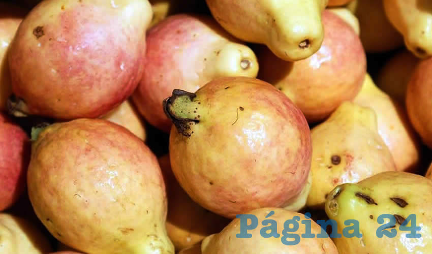La guayaba es monitoreada para garantizar sanidad e inocuidad 