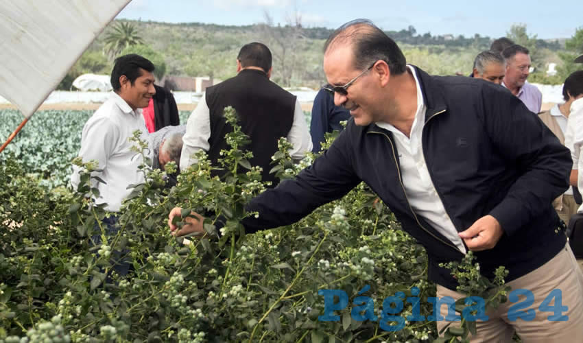 Se establecieron 8 mil 250 plantas en macetas en una extensi&oacute;n de una hect&aacute;rea bajo el sistema de hidropon&iacute;a en macrot&uacute;neles