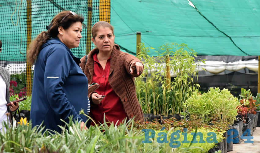 Las personas llevaron a sus hogares, jardines particulares y terrenos, 10 mil plantas de ornato como perico verde y rojo, clavellina, amaranto y celosía