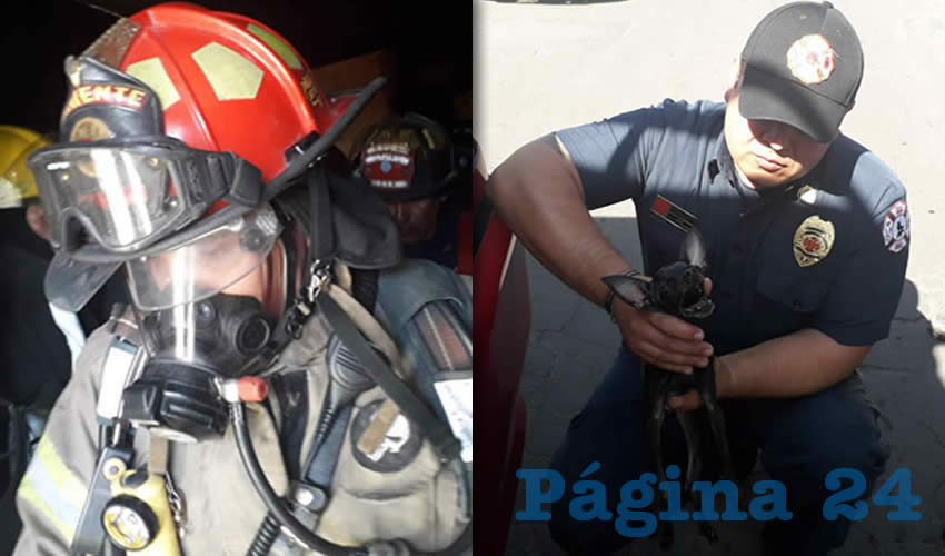 Bomberos de la Coordinación Municipal de Protección Civil lograron salvar la vida de dos pequeños cachorros raza chihuahua