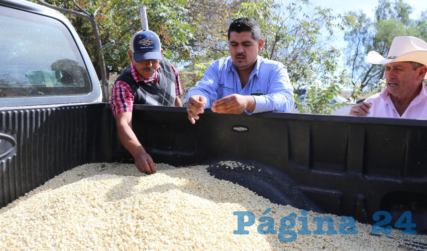 El costo de producci&oacute;n fue de 30 mil pesos y un ahorro considerable de semilla al utilizar sembradoras de precisi&oacute;n