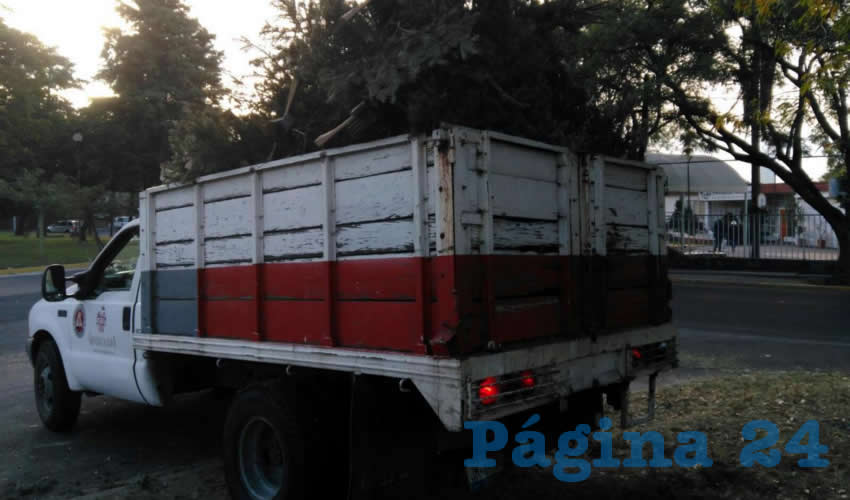 Una parte de estos árboles son convertidos en mulch, es decir, en una cubierta o capa de material orgánico que ayuda a proteger el suelo y generar mejores condiciones de medio ambiente, mientras que el resto es utilizado como composta para su distribución en bosques urbanos, camellones y parques/Fotos: Cuartoscuro