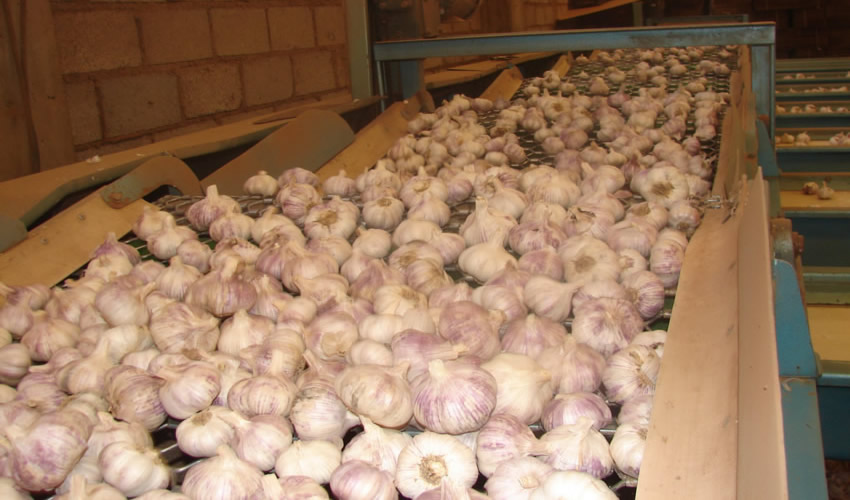 Aguascalientes se mantiene como uno de los estados con mejor calidad en producción de ajo (Foto: Archivo/ Cuartoscuro)