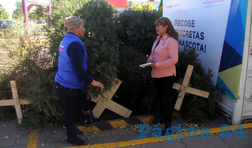A partir de esta fecha y hasta el pr&oacute;ximo 3 de febrero los pinos naturales se estar&aacute;n recibiendo en los 10 centros de acopio municipales