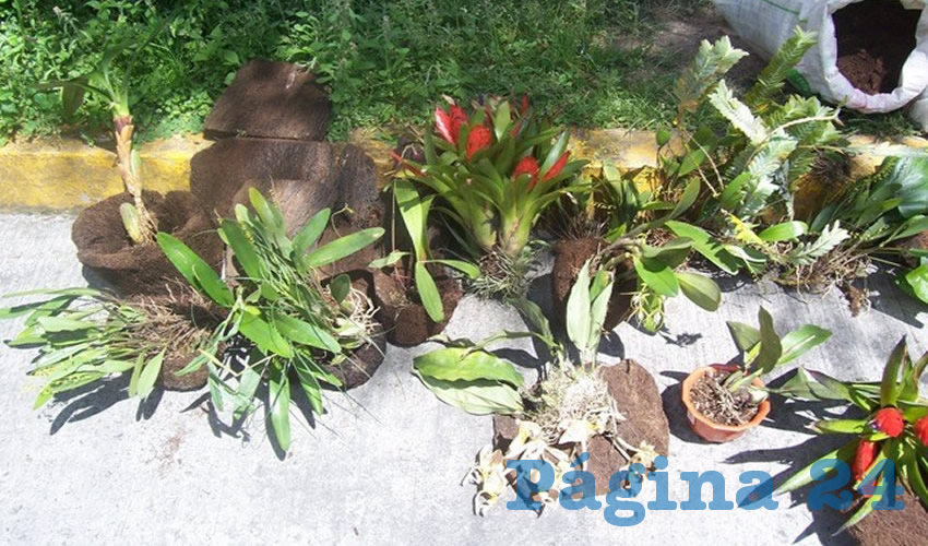 Las principales amenazas que enfrentan las orqu&iacute;deas son la destrucci&oacute;n de su h&aacute;bitat y la extracci&oacute;n ilegal con fines comerciales
