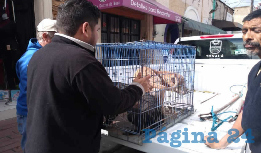 Perros abandonados por sus dueños, o que estén en la calle sin correa y en aparente estado de abandono, o amarrados sin que esté el dueño presente, son llevados al centro de control animal de conformidad con el reglamento de Tonalá/Foto: Francisco Tapia