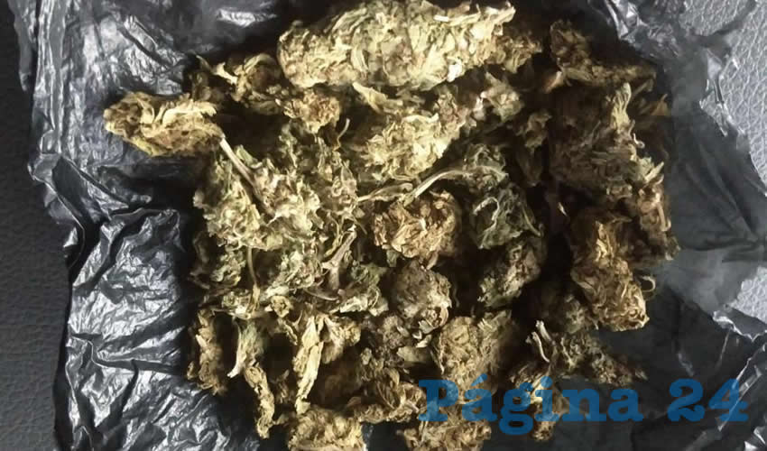 Los 240 gramos de mariguana que tenía en su poder Víctor de Jesús “N” “N” “El Vick”, de 21 años de edad, originario de Ciudad Cuauhtémoc, Zacatecas