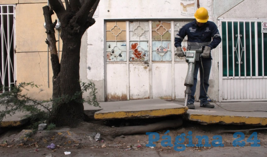 La dirección de Parques y Jardines reconstruye mensualmente hasta 80 tramos de banqueta dañada por raíces de árboles