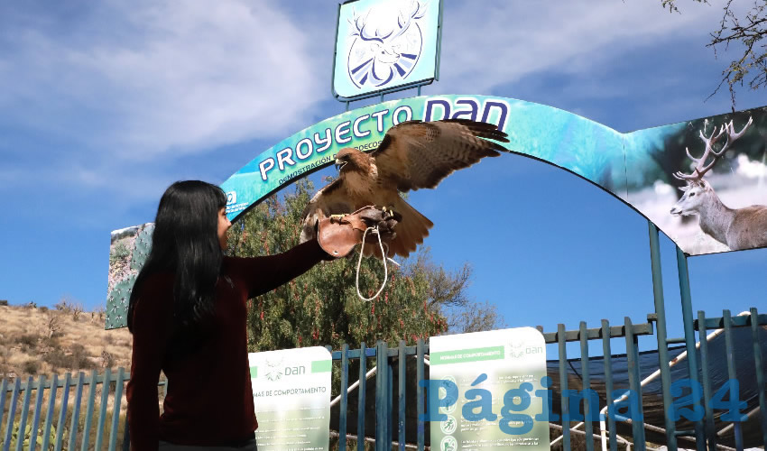 El esquema surgió debido a que se cuenta con diversos ejemplares de aves rapaces que llegaron a sus instalaciones con heridas graves