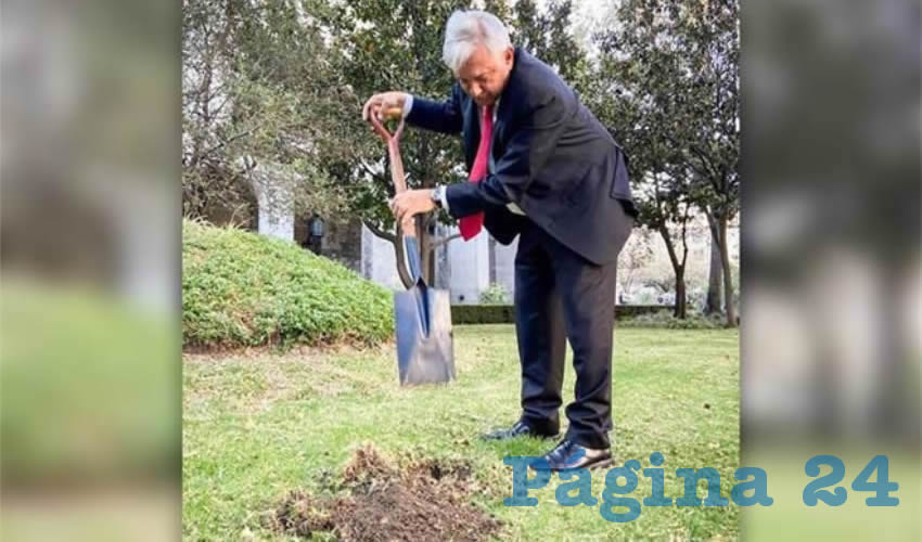 Andrés Manuel López Obrador sembró un árbol en los jardines de Palacio Nacional (Foto: Tomada de Twitter @lopezobrador)