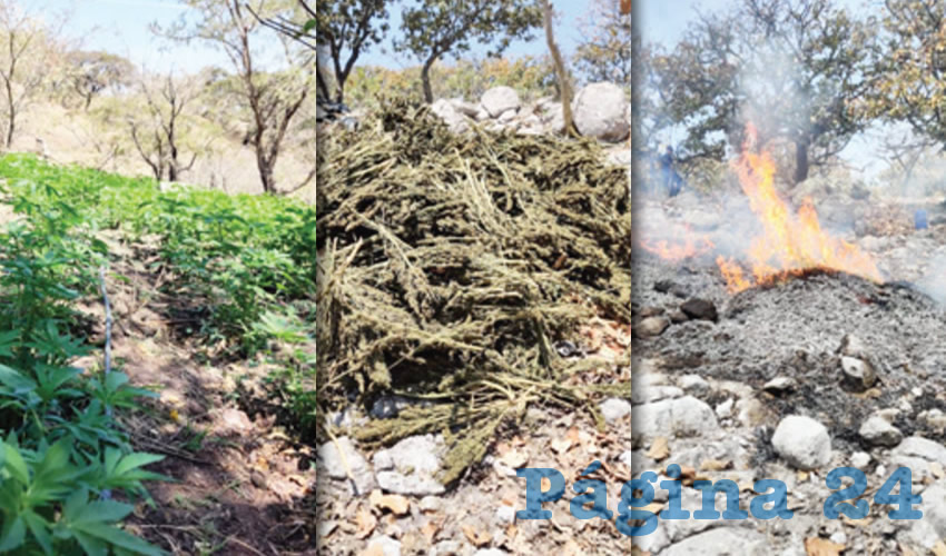 Los oficiales localizaron 7 predios con la droga en ambos municipios/Fotos: Cortesía