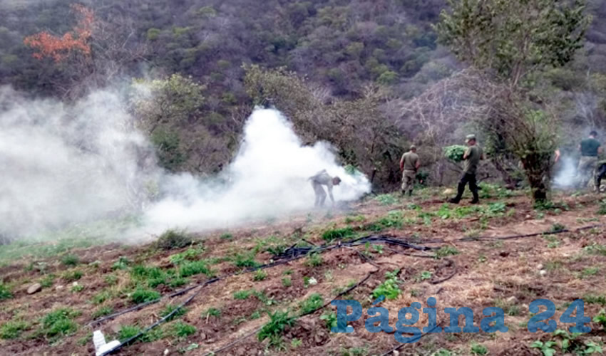 En estos predios, los militares destruyeron, por medio de incineración, aproximadamente 61 mil 663 plantas de marihuana/Fotos: Cortesía
