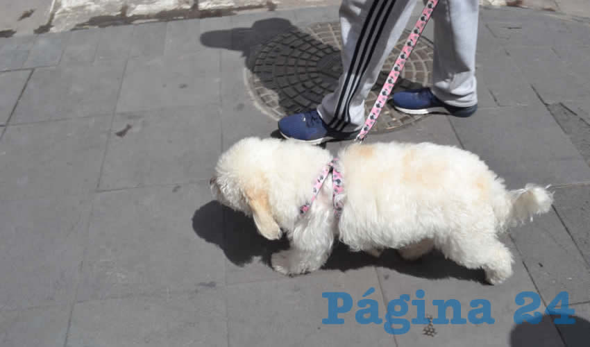 La aplicación de esta vacuna incrementó un 15 por ciento este año, ello, derivado del crecimiento de la población de estos animales. Cabe señalar que es importante que los dueños acepten la vacunación de sus mascotas, ya que la rabia es una enfermedad que se transmite de animal a humano, y es mortal para éste (Foto Merari Martínez)