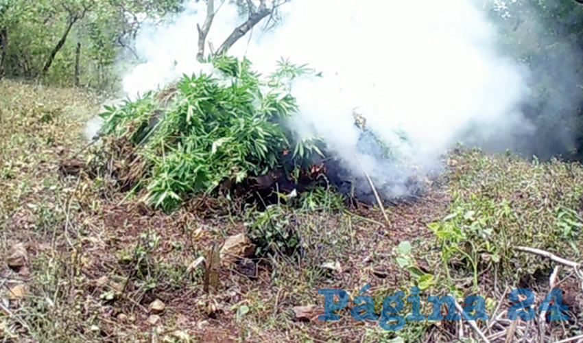 Militares destruyeron aproximadamente 28 mil 200 plantas, que fueron localizadas en las zonas serranas del municipio de Talpa de Allende/Foto: Cortesía