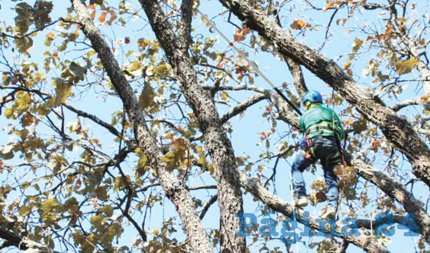 Para realizar todas estas acciones, la autoridad estatal aseguró que se hizo un diagnóstico previo de infestación de plantas parásitas para determinar el polígono de intervención, que a su vez fue autorizado por la Conafor/Foto: Cortesía