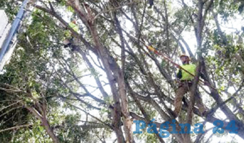 Entre las acciones realizadas por Parques y Jardines está el descubrimiento de luminarias en parques y espacios públicos; el cuidado y respeto del medio ambiente y estrategias de cuidado del arbolado/Foto: Cortesía