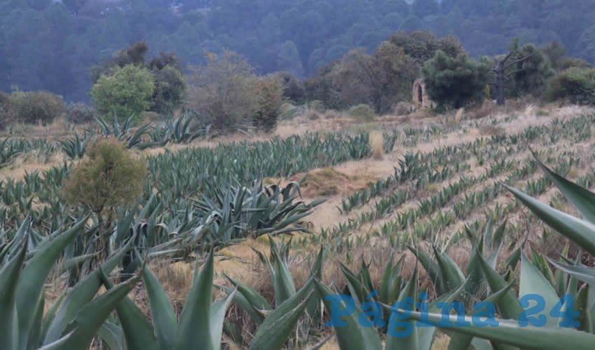 El maguey es una planta con muchos beneficios (Foto: Archivo/ Jorge Lezama/ Cuartoscuro)
